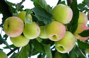 An Apple A Day!!! An Apple A Day!!!
